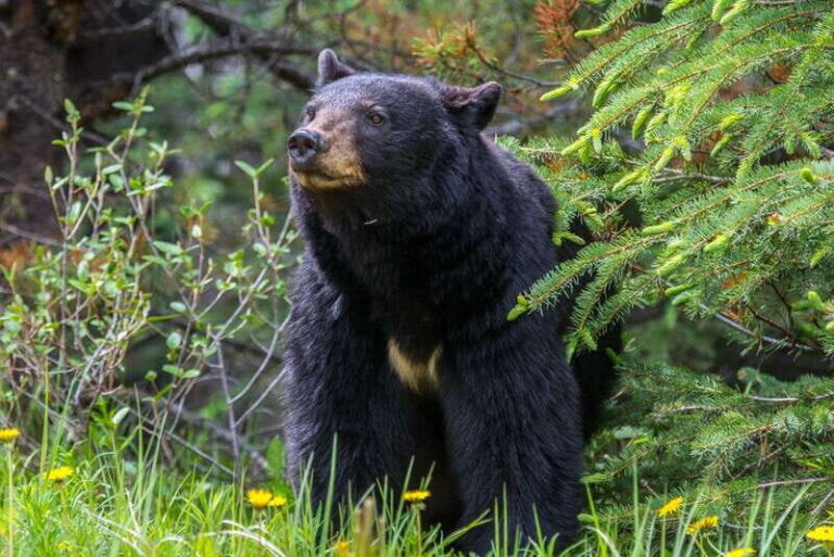 Jasper National Park: Evening or Morning Wildlife Watch Tour - Who Is This Tour Best For?