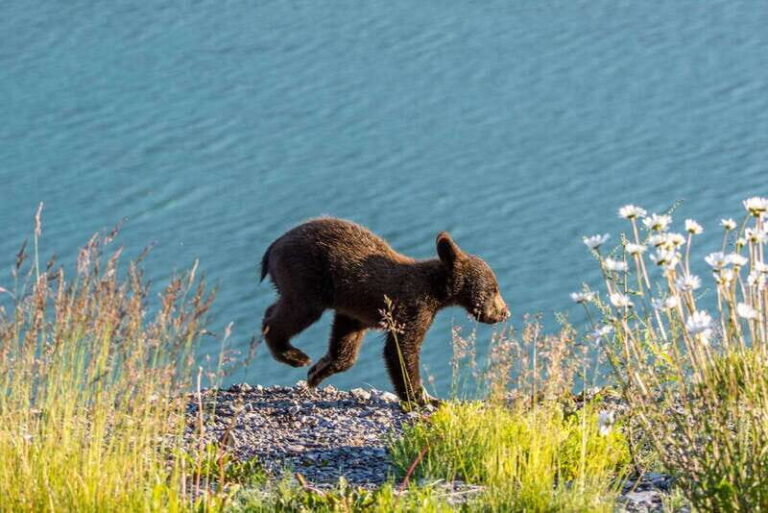 Jasper: Wildlife and Waterfalls Tour with Lakeshore Hike - Who Should Consider This Tour?