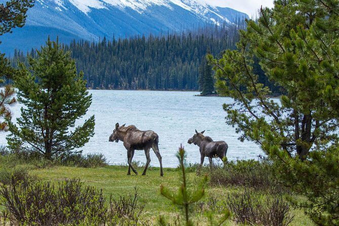Jasper Wildlife and Waterfalls Tour with Maligne Lake Hike - What’s Included & What You’ll Need to Bring