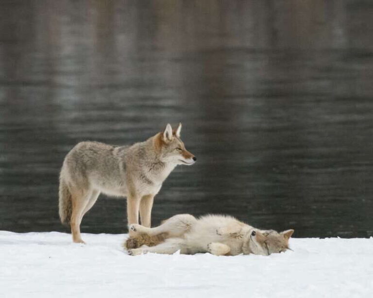 Jasper: Winter Wildlife Bus Tour in Jasper National Park - Who Is This Tour Best For?