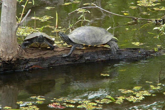 Jean Lafitte 90-Minute Swamp and Bayou Boat Tour - What Travelers Say