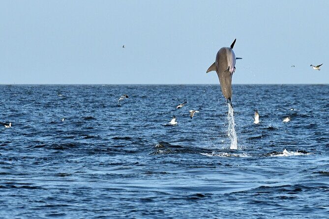 Jekyll Island Dolphin Tours - Final Thoughts: Is This Tour Right for You?