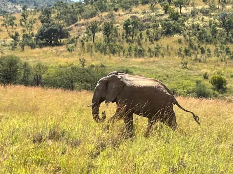 Johannesburg: 3 Hour Pilanesberg National Park Game Drive - Analyzing the Price and Value