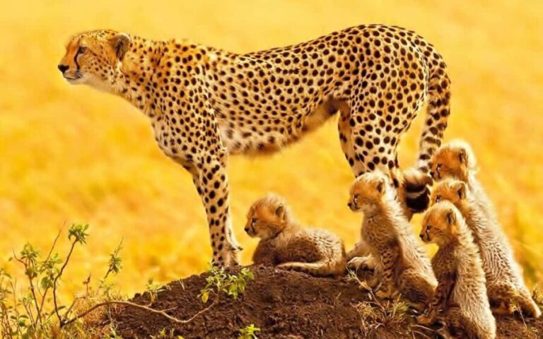 Johannesburg: 9-Day Big 5 Safari & Wetlands Tour - Who Will Love This Tour?