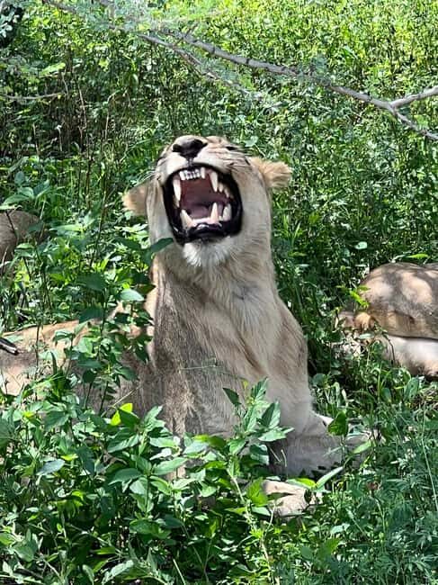Johannesburg: Half-Day Big 5 Safari Tour - What to Expect: The Day in Brief