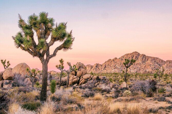 Joshua Tree Full Day Private Tour and Hike