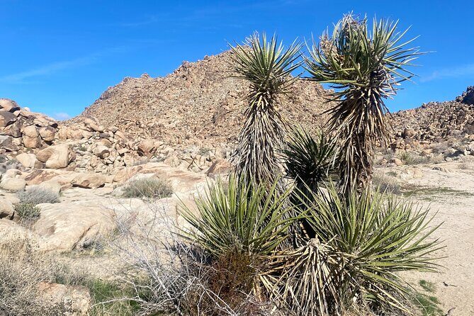 Joshua Tree Natural Wonders Walk: Plants, Animals and Rocks - The Sum Up: Who Will Enjoy This Tour?