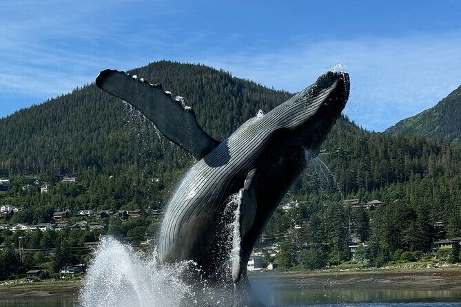 Juneau Highlights and Mendenhall Glacier Tour - The Itinerary in Detail