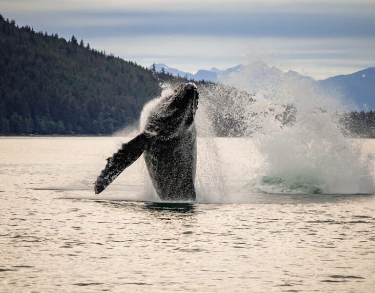 Juneau: Mendenhall Glacier Waterfall & Whale Watching Tour - Final Thoughts: Is It Worth It?
