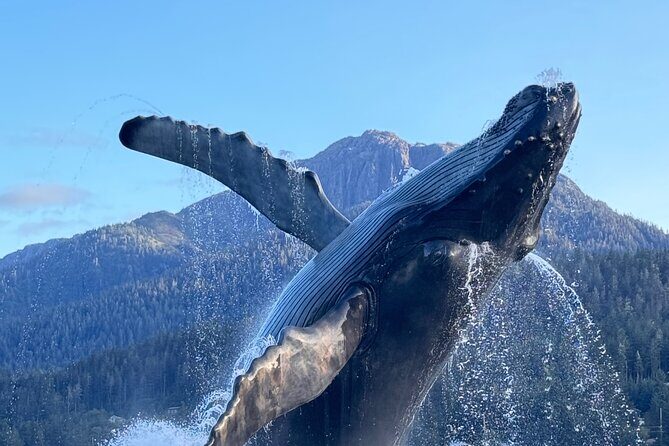 Juneau Top Sight Seeing Group Tour - An In-Depth Look at the Juneau Tour Experience