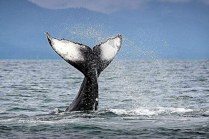 Juneau Whale Watch Adventure - FAQ