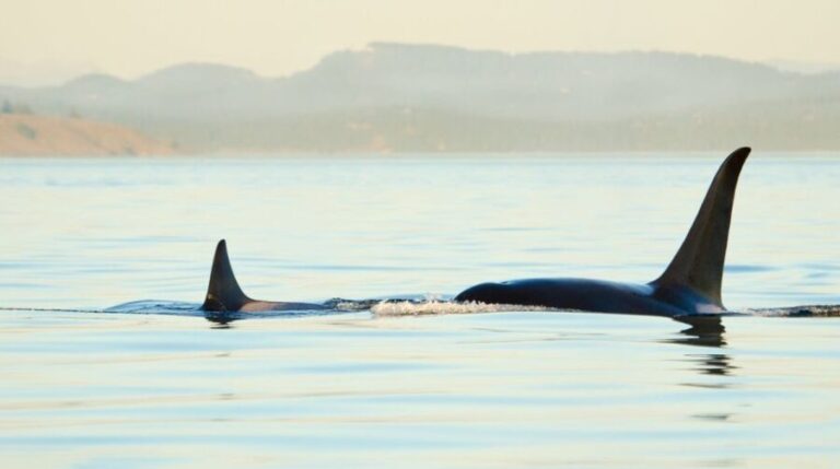 Juneau: Whale Watching and Mendenhall Glacier Day Trip - Who Should Consider This Tour?