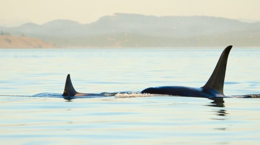 Juneau: Whale Watching and Mendenhall Glacier Day Trip - Who Should Consider This Tour?