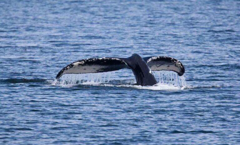 Juneau: Whale Watching and Wildlife Cruise with Local Guide - Analyzing the Value
