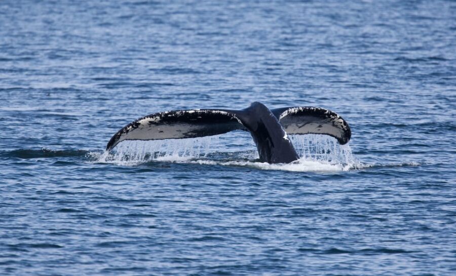 Juneau: Whale Watching and Wildlife Cruise with Local Guide - Analyzing the Value