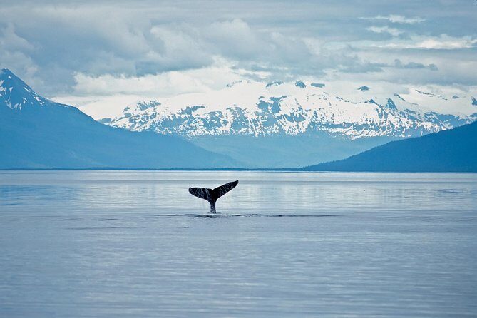 Juneau Wildlife Whale Watching - Practical Details for Planning Your Trip