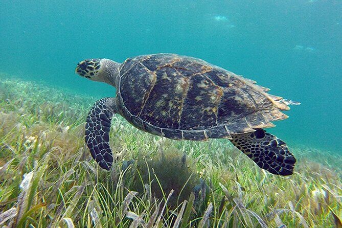 Jungle excursion EN Cancun (NO taxes included) - Final Word: Is it Worth It?