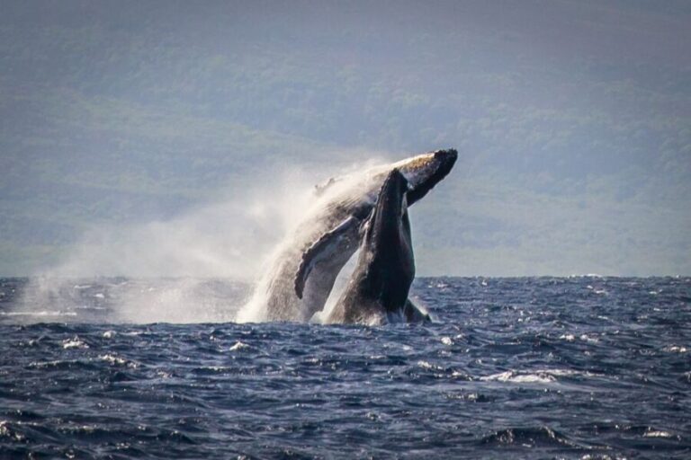 Kaanapali: Whale Watching Cruise with Open Bar - The Authenticity of the Experience