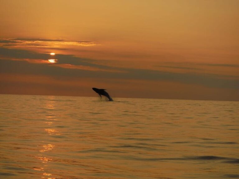 Kailua-Kona: Dolphin Watch & Double-Reef Snorkel Tour - Final Thoughts on the Experience