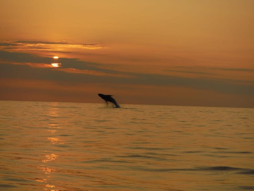 Kailua-Kona: Dolphin Watch & Double-Reef Snorkel Tour - Final Thoughts on the Experience