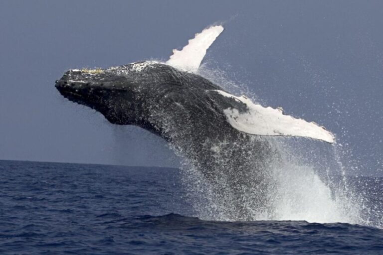 Kailua Kona: Humpback Whale Watching Adventure Cruise - The Itinerary in Detail
