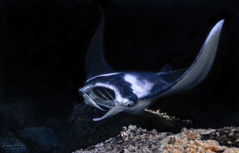 Kailua Kona: Manta Ray Night Snorkel Tour with Guide - An In-Depth Look at the Manta Ray Night Snorkel Tour