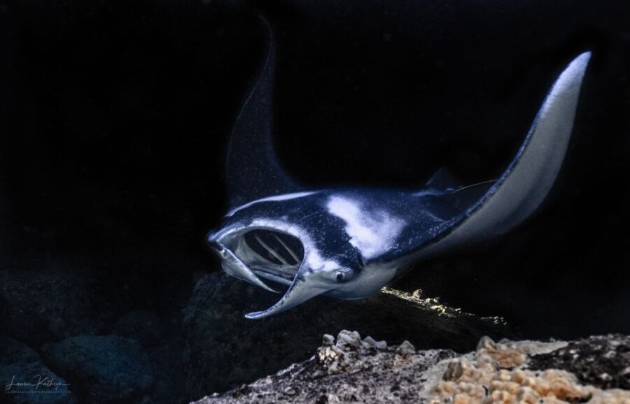 Kailua Kona: Manta Ray Night Snorkel Tour with Guide