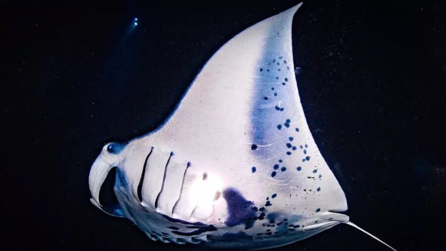 Kailua-Kona: Manta Ray Watching Nighttime Boat Trip - The Sum Up