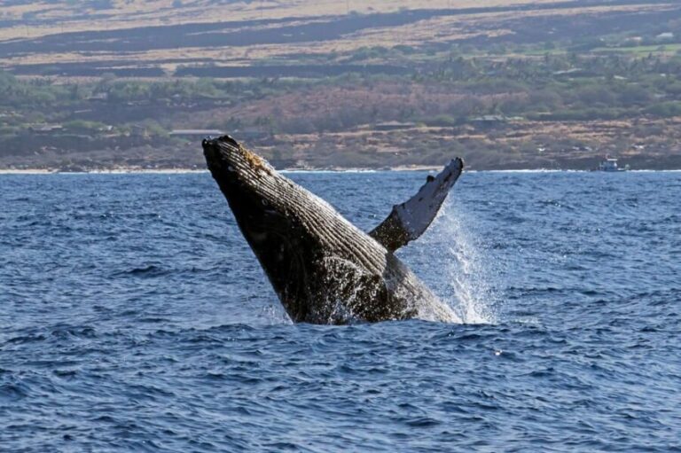 Kailua-Kona: Pacific Humpback Whale Watch Excursion - Summing Up the Experience