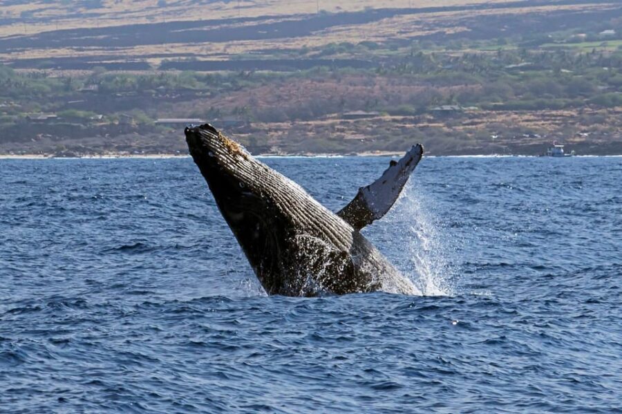Kailua-Kona: Pacific Humpback Whale Watch Excursion - Summing Up the Experience
