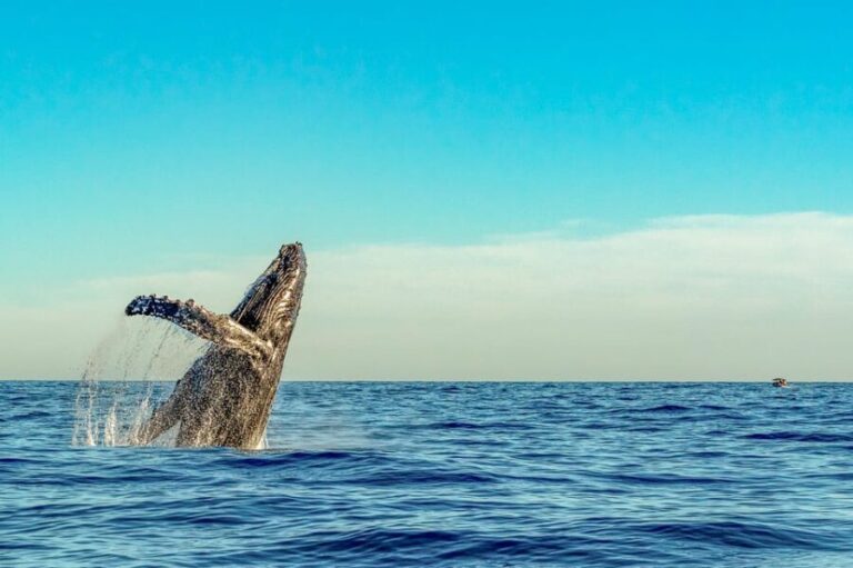 Kailua-Kona: Whale Watching Cruise on the Big Island - The Value and Why It’s Worth It