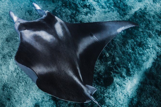 Kaimana Ocean Safari - The Price and Its Value