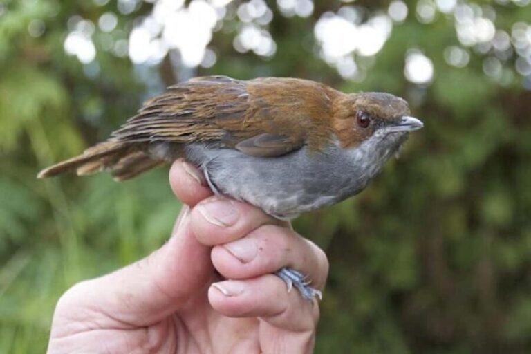 Kakamega Forest: Bird Watching Safari - What to Expect on the Tour