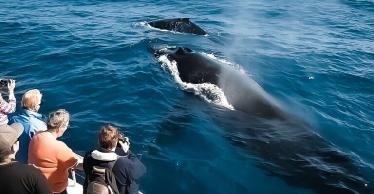 Kalaoa: Big Island & Kona Midday Whale Watching Tour - The Pros and Cons: Is This Tour for You?