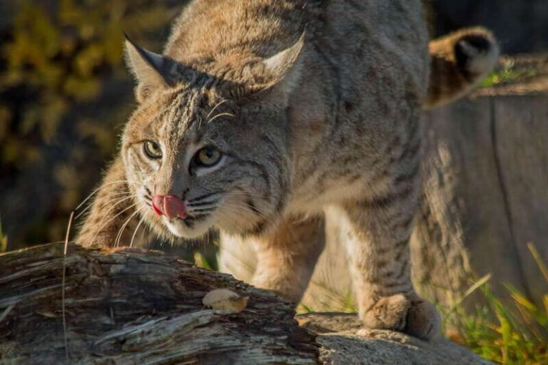 Kamloops: BC Wildlife Park Entry Ticket - Who Is This Park For?