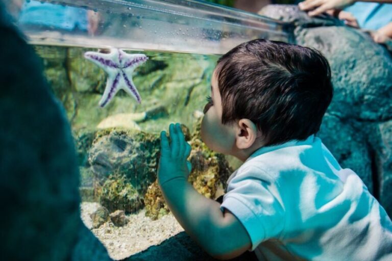 Kansas City: SEA LIFE Kansas City Aquarium General Admission - The Experience in Detail: What Makes It Special
