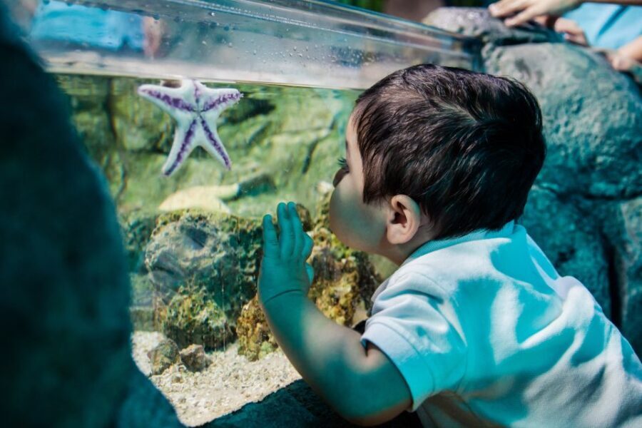Kansas City: SEA LIFE Kansas City Aquarium General Admission - The Experience in Detail: What Makes It Special