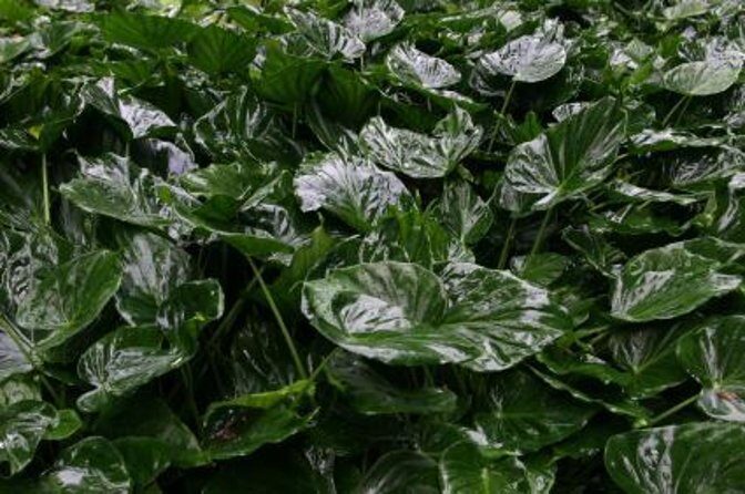 Kauai Cruise Ship Excursion: Wailua River & Fern Grotto - Practical Information for Travelers