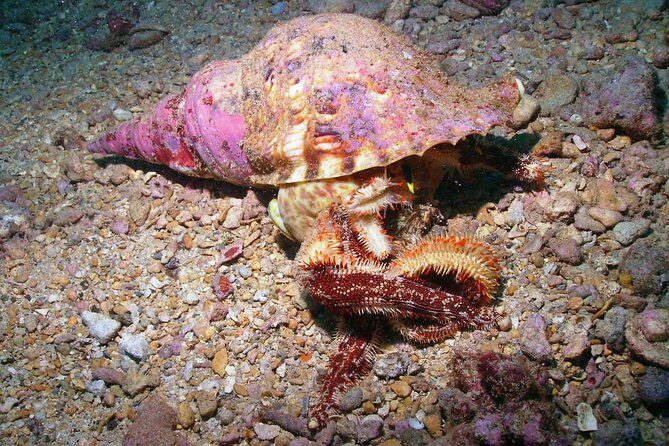 Kauai's Ultimate South Shore 2 Tank Dive (Certified Divers Only) - Who should consider this experience?