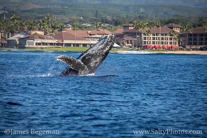 Kauai's Ultimate South Side Whale & Dolphin Zodiac Boat Adventure - The Downside and Considerations