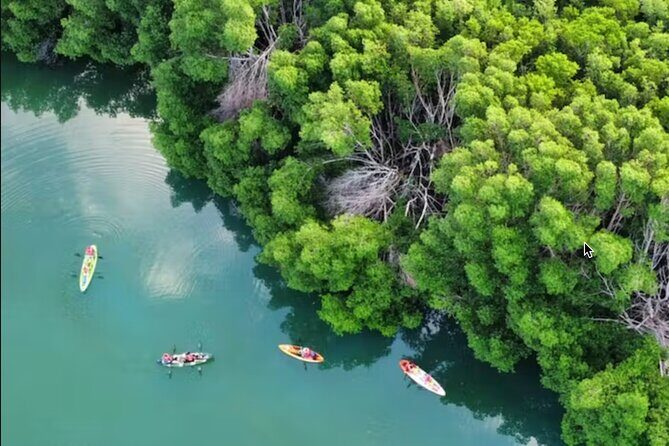 Kayak Activity in Nichupte Lagoon opt. Roundtrip transportation - Exploring Cancun’s Mangroves: What to Expect
