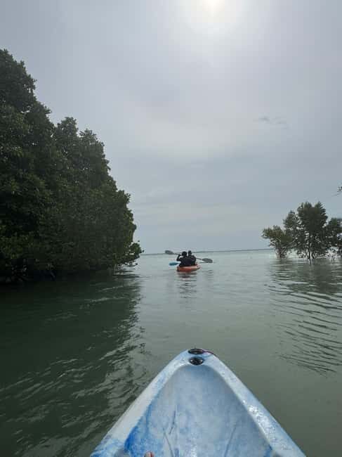 Kayak Mangrove Tour - The Itinerary in Detail