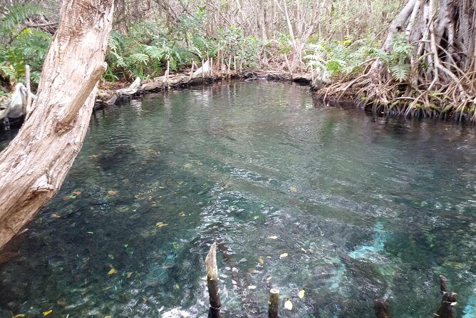 kayak through mangroves to secret beach - Practical Details: What You Need to Know