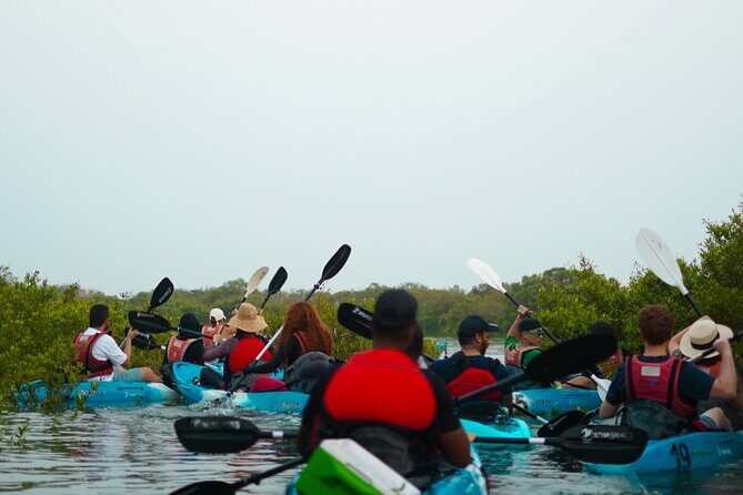 Kayak Through the Mangroves to the Purple Island - Why This Tour is a Great Choice