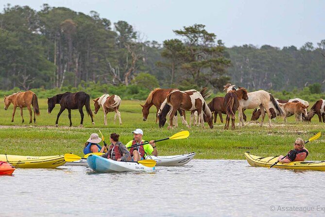 Kayak Tour along Assateague & Chincoteague Island, Virginia - The Sum Up