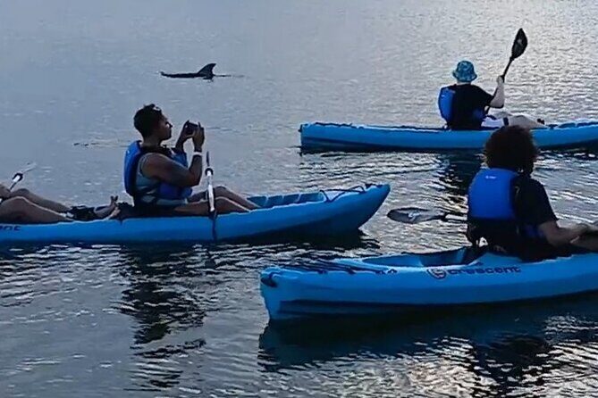 Kayak Tours and Rentals. Dolphins, Manatees, and Bioluminescence! - Authentic Encounters and Real Reviews