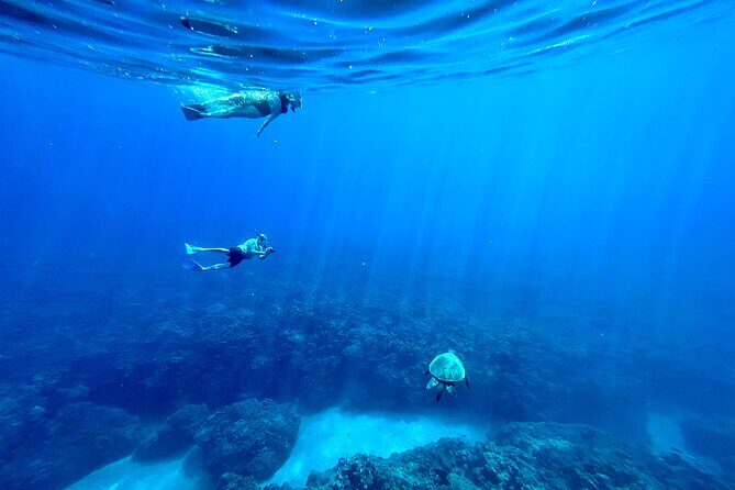 Kayak, Whale Watch, and Snorkel With Optional Photo and Video - Pricing & Value: Is It Worth It?