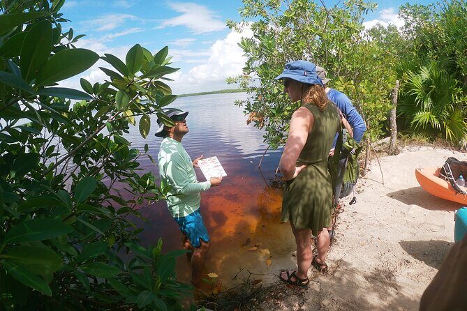 Kayaking in the Mangroves Experience - What To Expect on the Tour