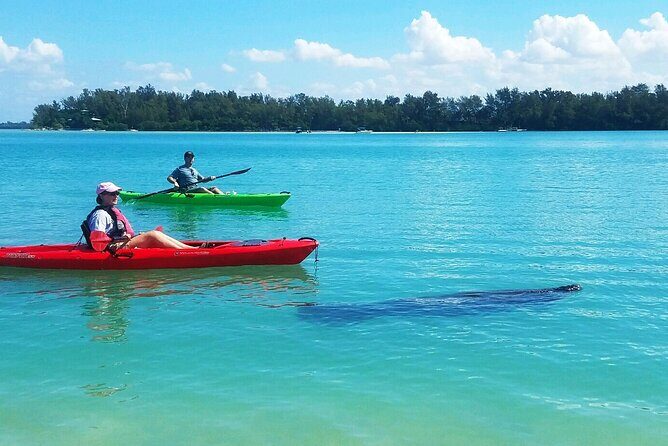 Kayaking with coastal wildlife in Sarasota Bay - Why This Tour Offers Great Value