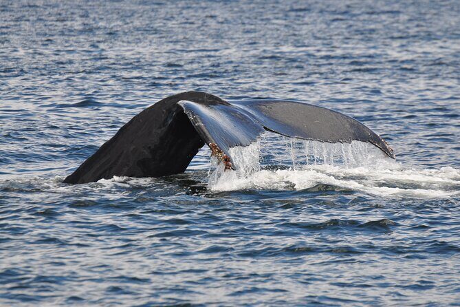 Kayaking with Whales and Wildlife - Who Will Love It?